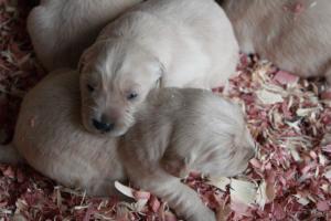 AKCGoldenRetrieverPuppies